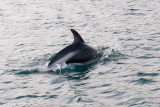 Peales Dolphin - Dolfijn van Peale - Lagenorhynchus australis