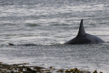 Killer Whale - Orca -Orcinus orca