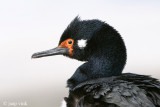 Rock Shag - Magelhaenaalscholver - Phalacrocorax magellanicus