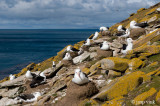 Black-browed Albatross - Wenkbrauwalbatros - Thalassarche melanophris