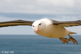 Black-browed Albatross - Wenkbrauwalbatros - Thalassarche melanophris