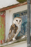 Barn Owl - Kerkuil - Tyto alba