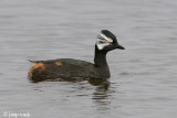 White-tufted Grebe - Witwangfuut - Rollandia rolland