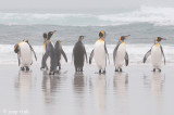 King Penguin - Koningspingun - Aptenodytes patagonicus