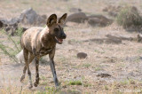 Botswana: African Wild Dogs, October 10, 2008