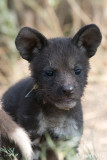 African Wild Dog - Afrikaanse Wilde Hond - Lycaon pictus