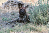African Wild Dog - Afrikaanse Wilde Hond - Lycaon pictus
