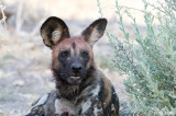 African Wild Dog - Afrikaanse Wilde Hond - Lycaon pictus