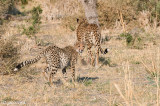 Cheetah - Jachtluipaard - Acinonyx jubatus
