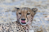 Cheetah - Jachtluipaard - Acinonyx jubatus