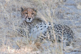 Cheetah - Jachtluipaard - Acinonyx jubatus