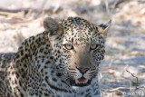 Leopard - Luipaard - Panthera pardus