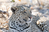 Leopard - Luipaard - Panthera pardus