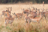 Impala - Impala - Aepyceros melampus