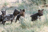 African Wild Dog - Afrikaanse Wilde Hond - Lycaon pictus