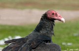 Turkey Vulture - Kalkoengier - Cathartes aura