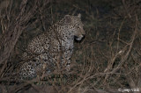 Leopard - Luipaard - Panthera pardus