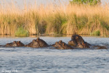 Hippopotamus - Nijlpaard - Hippopotamus amphibius