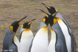 King Penguin - Koningspingun - Aptenodytes patagonicus