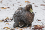 Falkland Steamer Duck - Falklandbooteend - Tachyeres brachypterus
