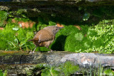 Cobbs Wren - Cobbs Winterkoning - Troglodytes cobbi