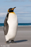 King Penguin - Koningspingun - Aptenodytes patagonicus