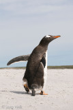 Gentoo Penguin - Ezelspingun - Pygoscelis papua
