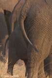 African Elephant - Afrikaanse Olifant - Loxodonta africana