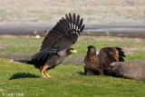 Striated Caracara - Falklandcaracara - Phalcoboenus australis