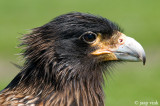 Striated Caracara - Falklandcaracara - Phalcoboenus australis