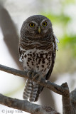 African Barred Owlet - Kaapse Dwerguil - Glaucidium capense