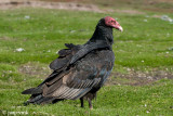 Turkey Vulture - Kalkoengier - Cathartes aura