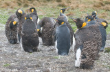 King Penguin - Koningspingun - Aptenodytes patagonicus