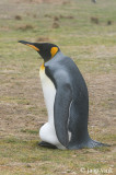 King Penguin - Koningspingun - Aptenodytes patagonicus