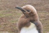 King Penguin - Koningspingun - Aptenodytes patagonicus