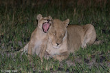 Lion - Leeuw - Panthera leo
