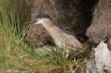 Black-crowned Night-Heron - Kwak - Nycticorax nycticorax