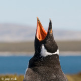 Gentoo Penguin - Ezelspingun - Pygoscelis papua