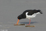 Eurasian Oystercatcher - Scholekster - Haematopus ostralegus