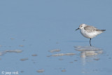 Sanderling - Drieteenstrandloper - Calidris alba