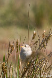 Sedge Wren - Zeggewinterkoning - Cistothorus platensis