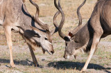 Greater Kudu - Grote Koedoe - Tragalaphus strepsiceros
