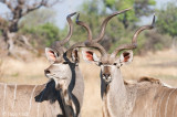Greater Kudu - Grote Koedoe - Tragalaphus strepsiceros