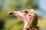 Hooded Vulture - Kapgier - Necrosyrtes monachus