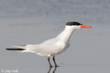 Caspian Tern - Reuzenstern - Sterna caspia