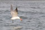 Caspian Tern - Reuzenstern - Sterna caspia