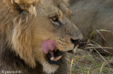 Lion - Leeuw - Panthera leo