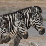 Plains Zebra - Steppenzebra - Equus quagga