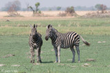 Plains Zebra - Steppenzebra - Equus quagga