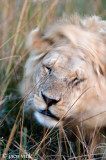 Lion - Leeuw - Panthera leo